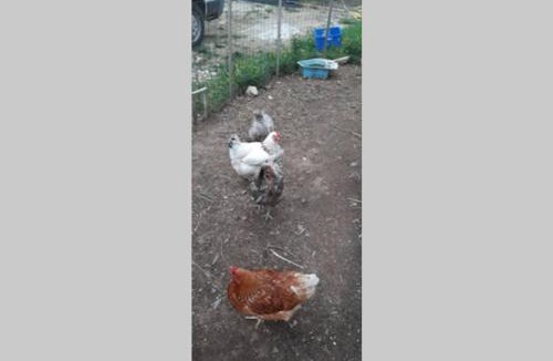 Ploneour-Lanvern Apartment | 16Bis 1ch, 2-4pers, jardin Les Gîtes Bigoudens