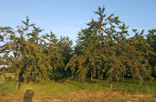 Ernee Bed & Breakfast | 4 bedrooms in a pesticide-free fruit farm