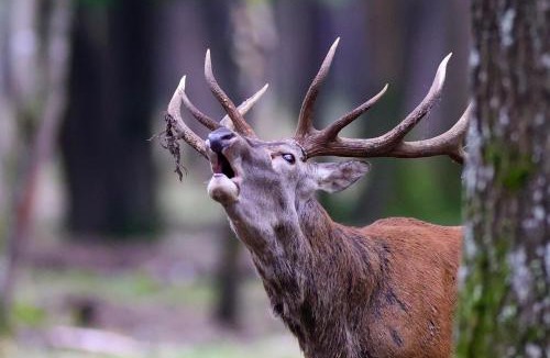 Sonchamp Other | BIVOUAC BRAME Espace Rambouillet parc forestier et animalier
