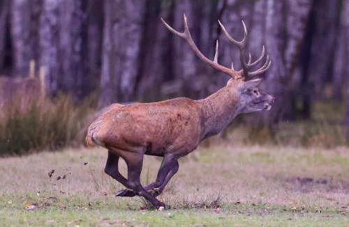 Sonchamp Other | BIVOUAC BRAME Espace Rambouillet parc forestier et animalier