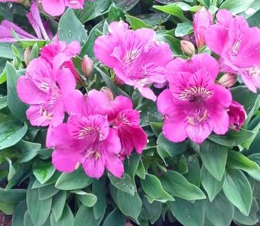 Mahalon Bed & Breakfast | Chambres D'hôtes De Kerantum