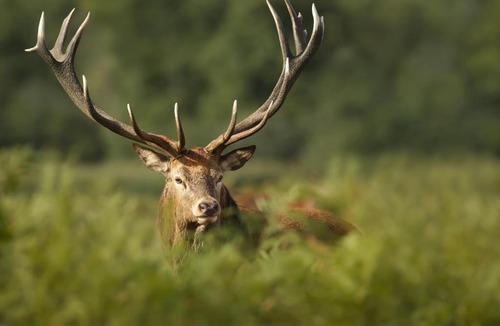 Sonchamp Other | Espace Rambouillet parc forestier et animalier BIVOUAC