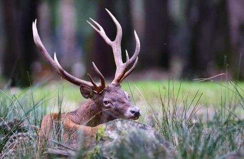 Sonchamp Other | Espace Rambouillet parc forestier et animalier BIVOUAC Brame