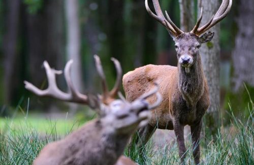 Sonchamp Other | Espace Rambouillet parc forestier et animalier BIVOUAC Brame