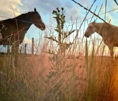 Saint-Vigor-des-Mezerets Other | Le Nid des Prairies