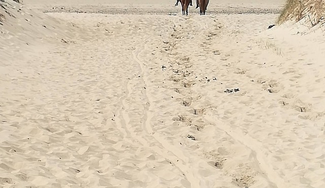 House between sea and dunes. House 2 bedrooms, all comfort, ideal for lovers.