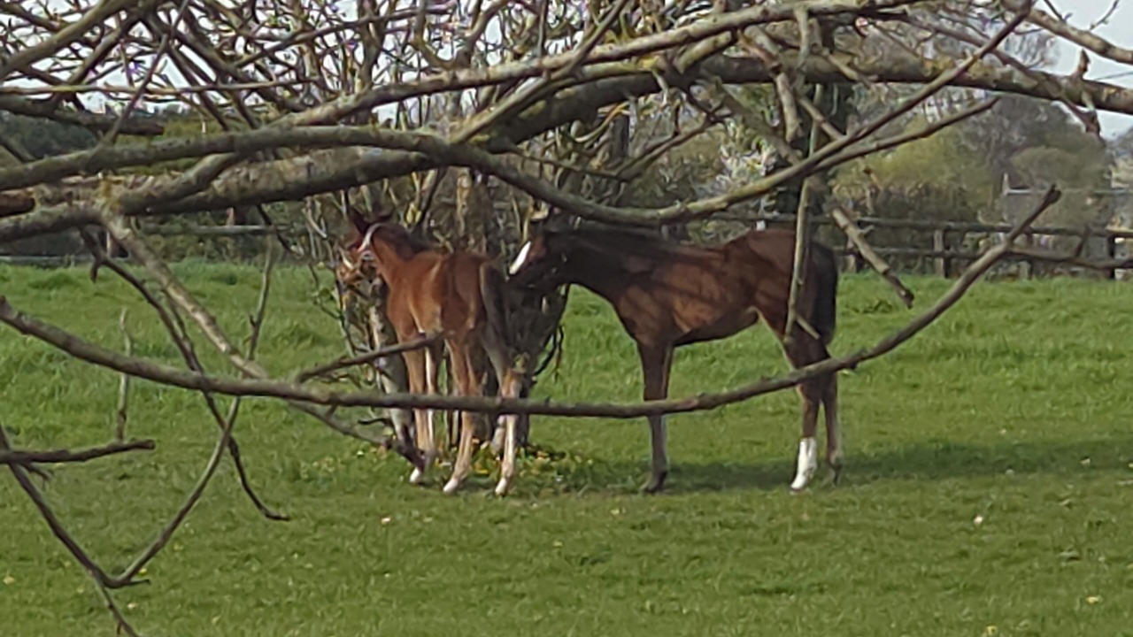 Photo of Others in Victot - Pontfol