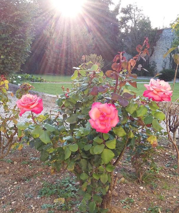 Photo of Outdoor in Tracy-sur-Mer