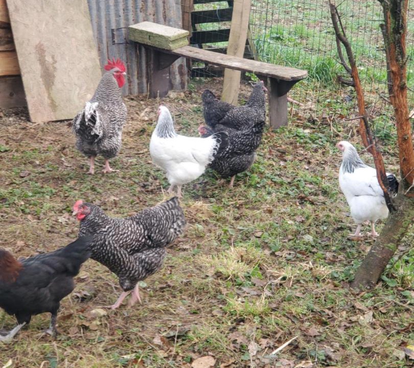 Photo of Others in Plounevez-Quintin