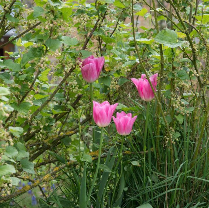 Photo of Outdoor in Domfront en Poiraie